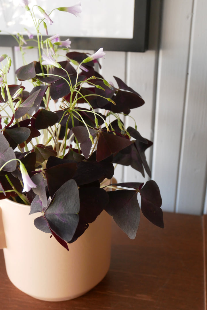 Oxalis Triangularis 