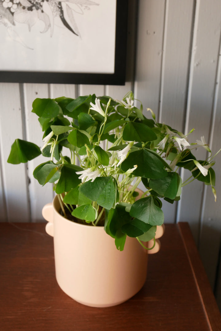 Oxalis Triangularis