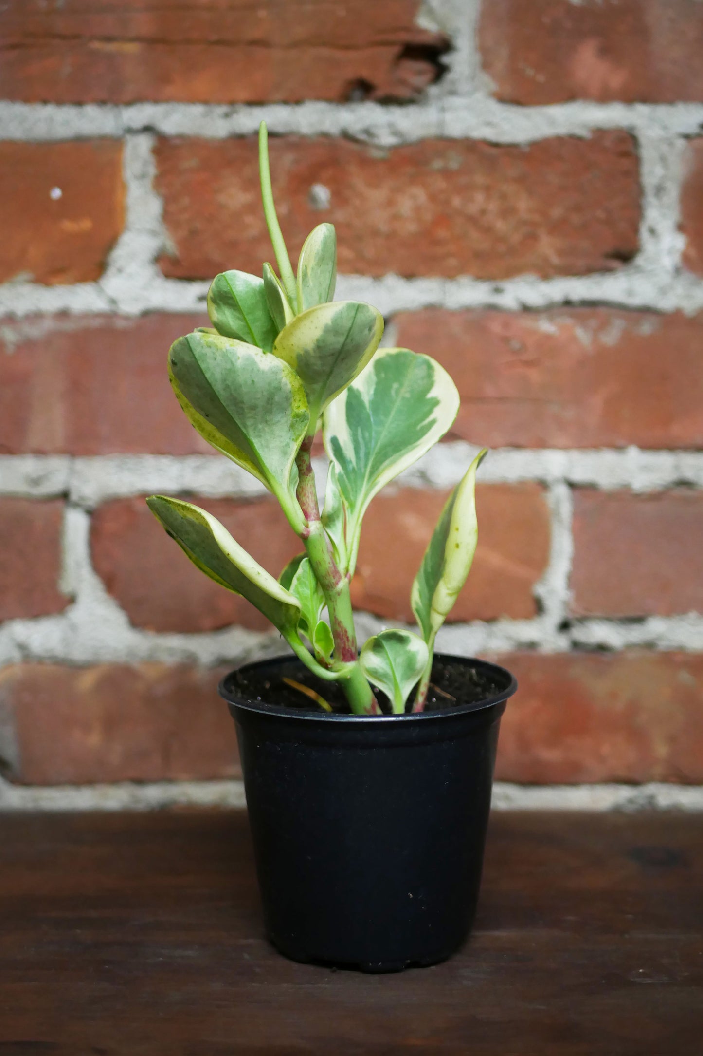 Peperomia obtusifolia "Marble"