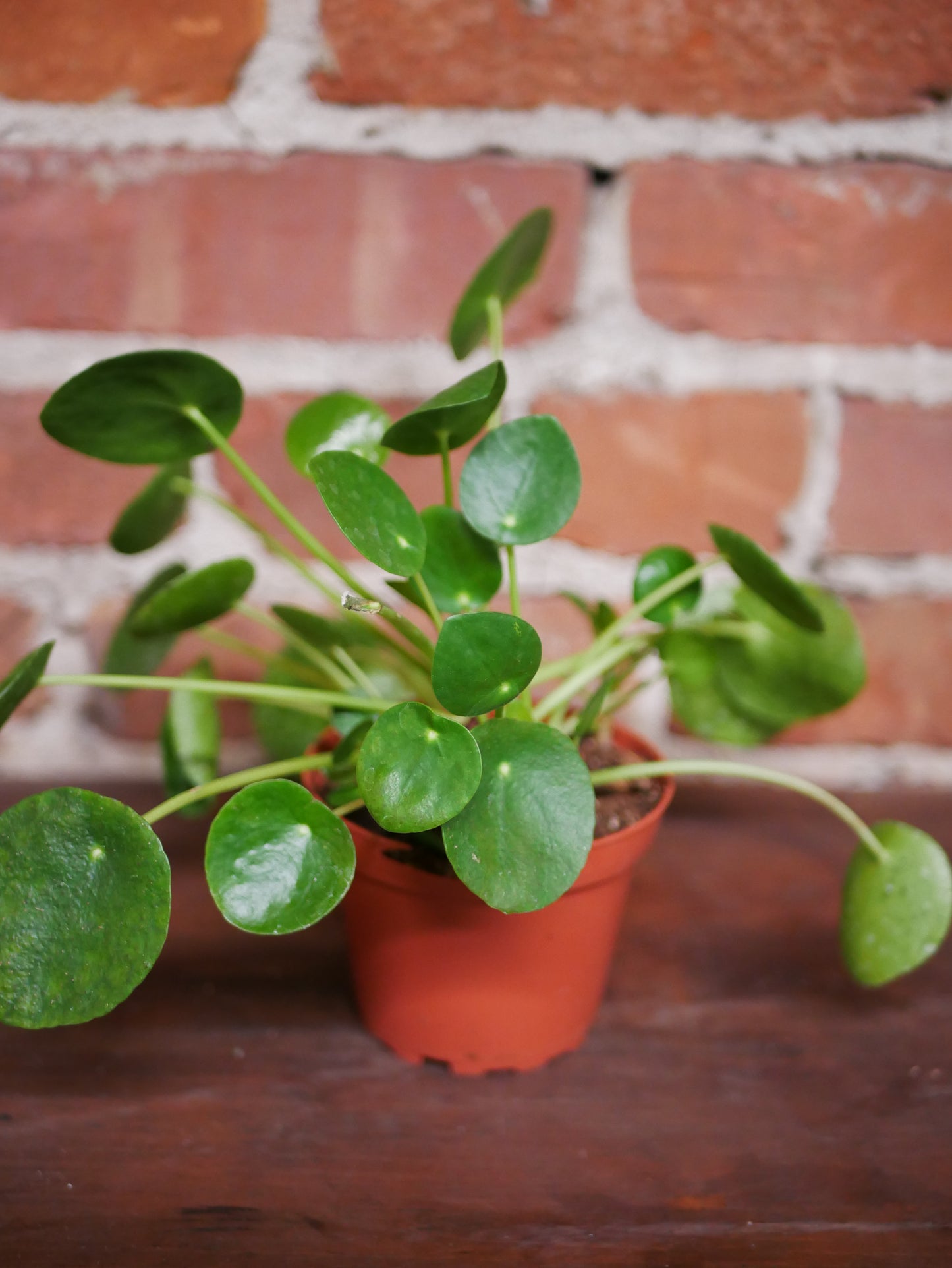 Pilea Peperomioides