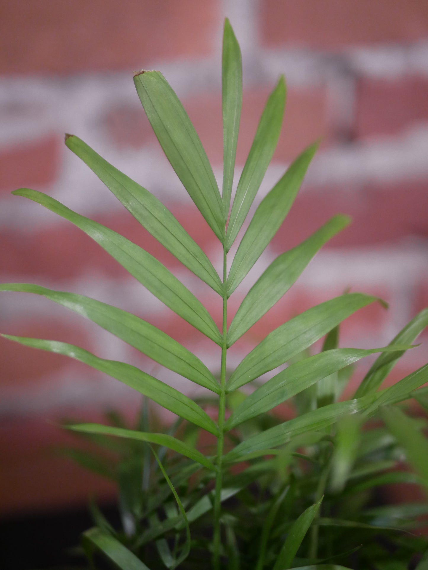 Dwarf palm (Neanthe Bella) 