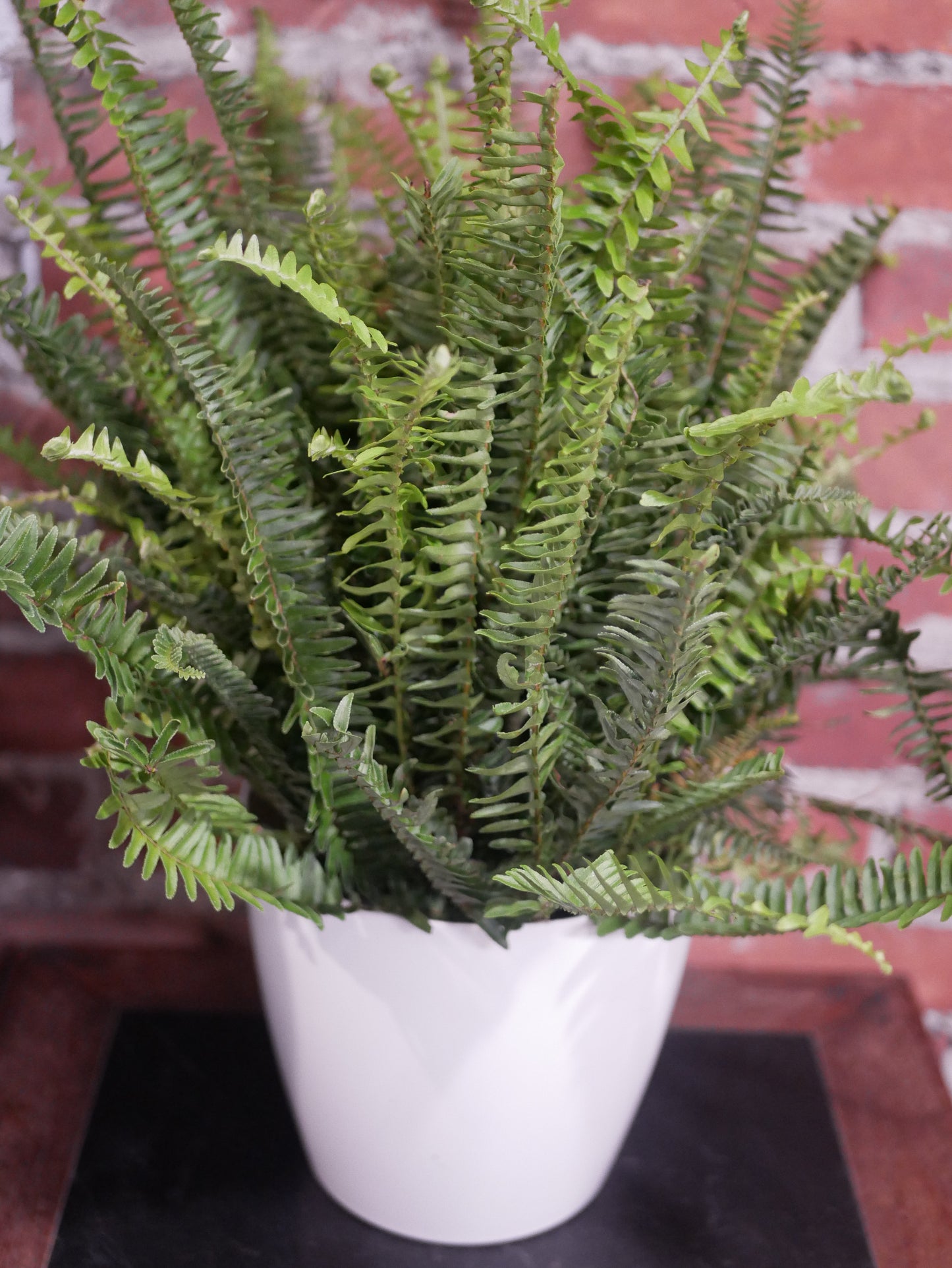 Boston Fern