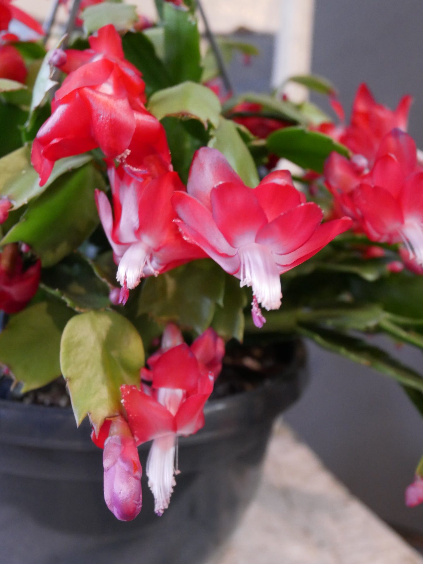 Schlumbergera (Cactus de Noël)