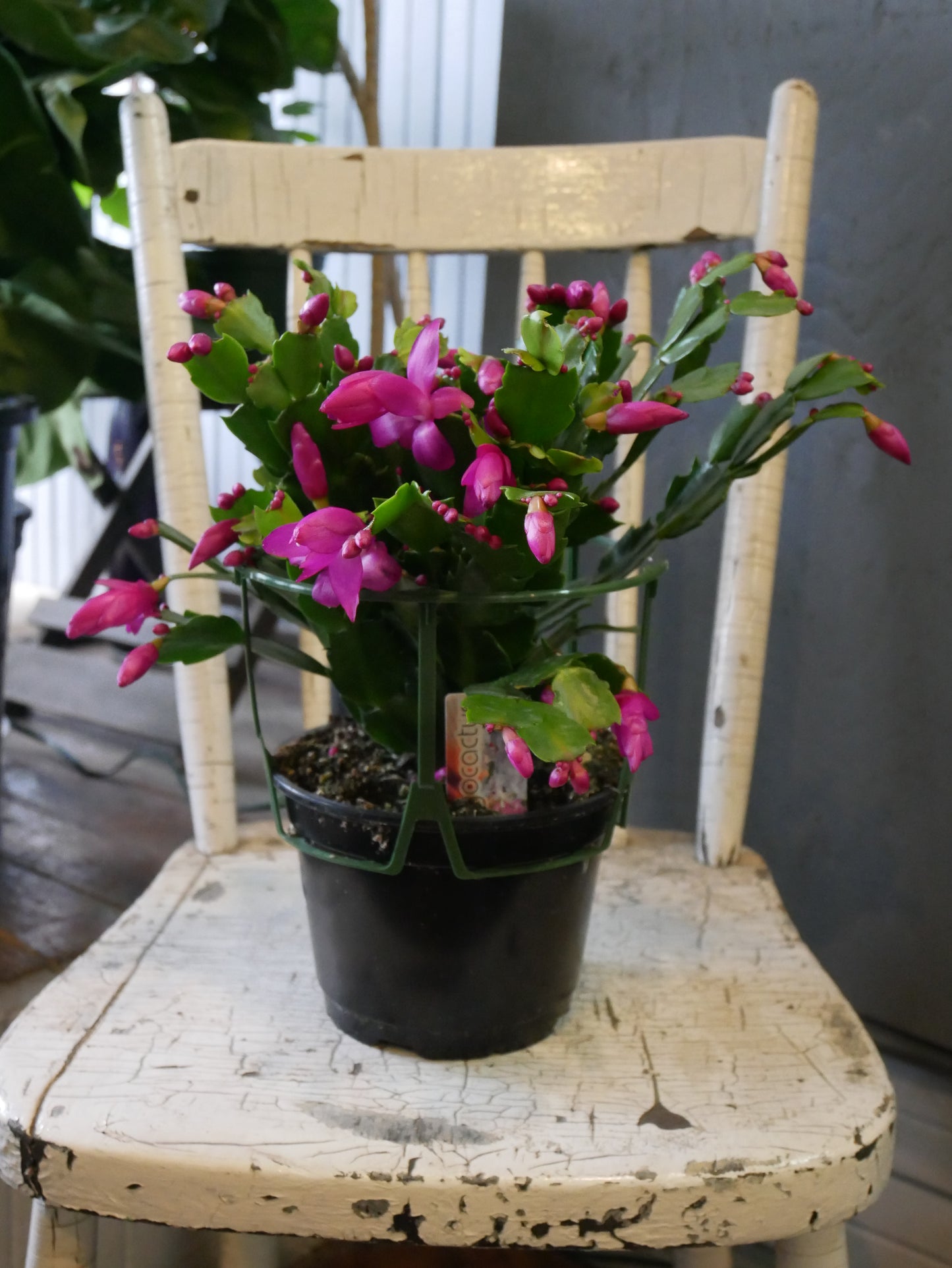 Schlumbergera (Cactus de Noël)