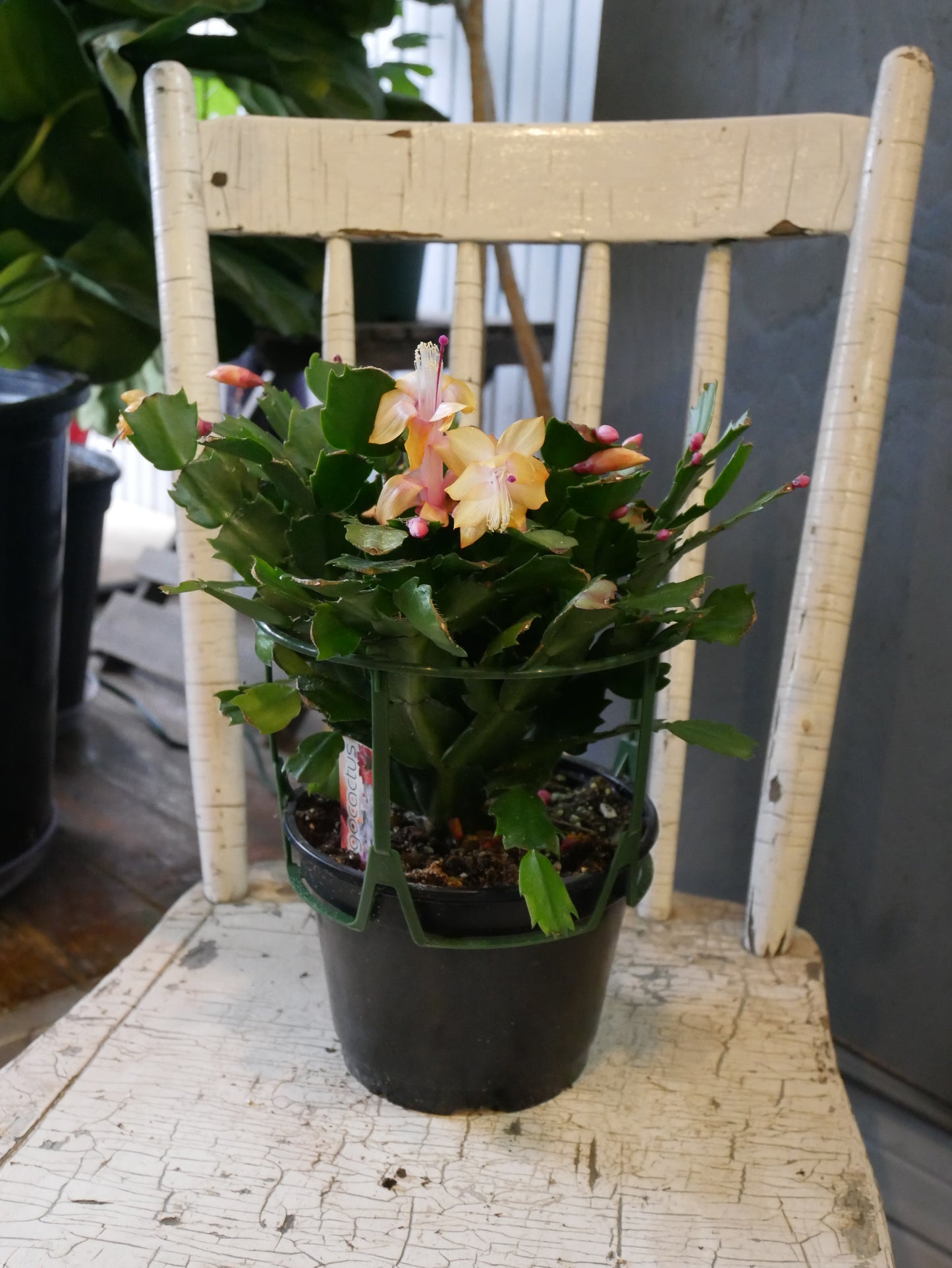 Schlumbergera (Cactus de Noël)