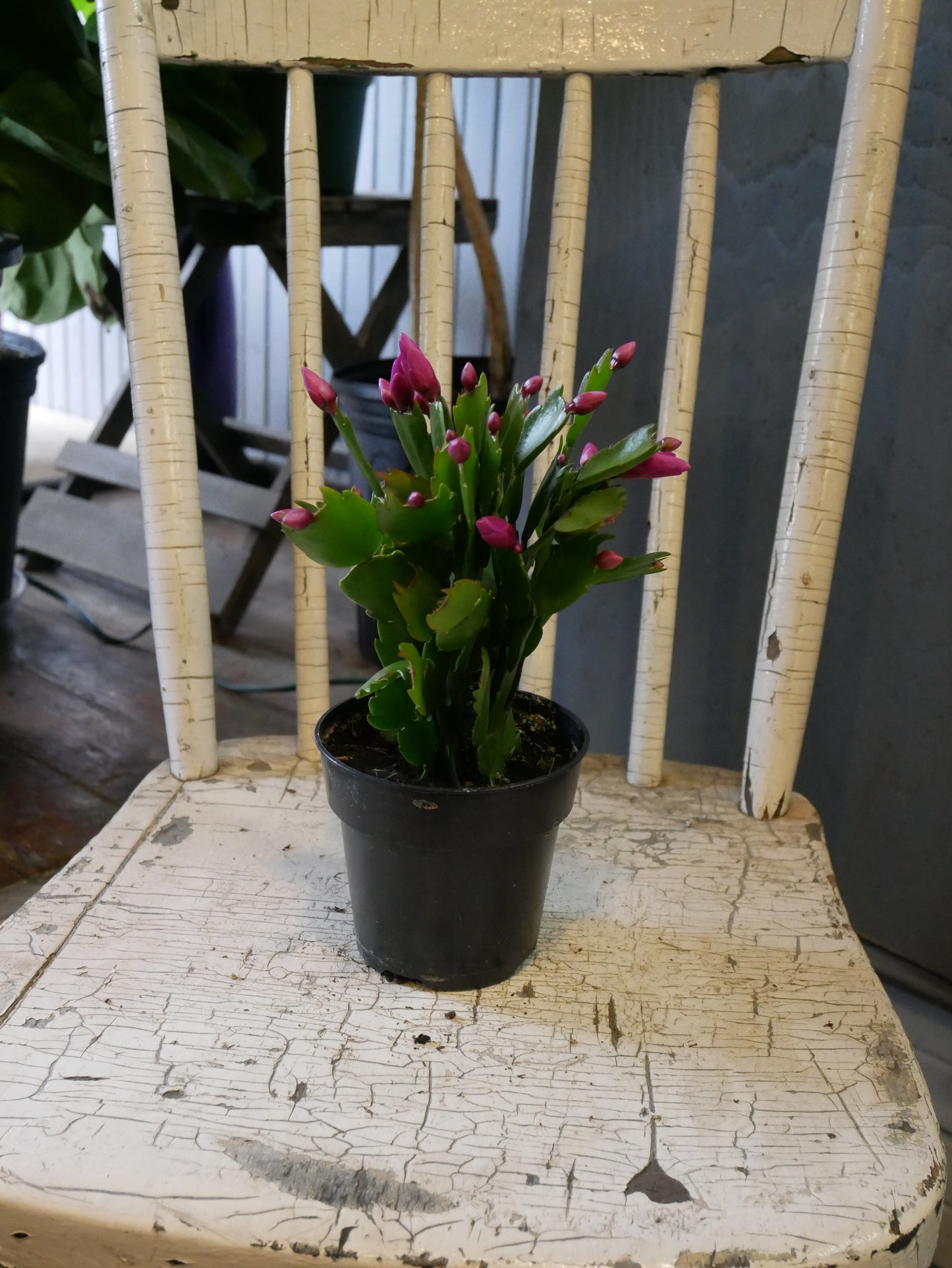 Schlumbergera (Cactus de Noël)