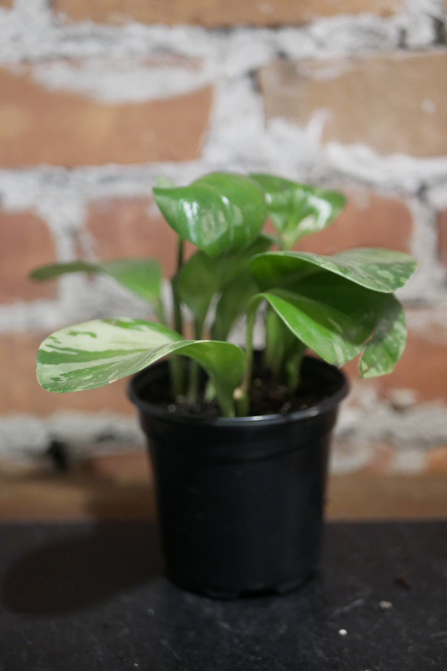 Peperomia obtusifolia "Marble"