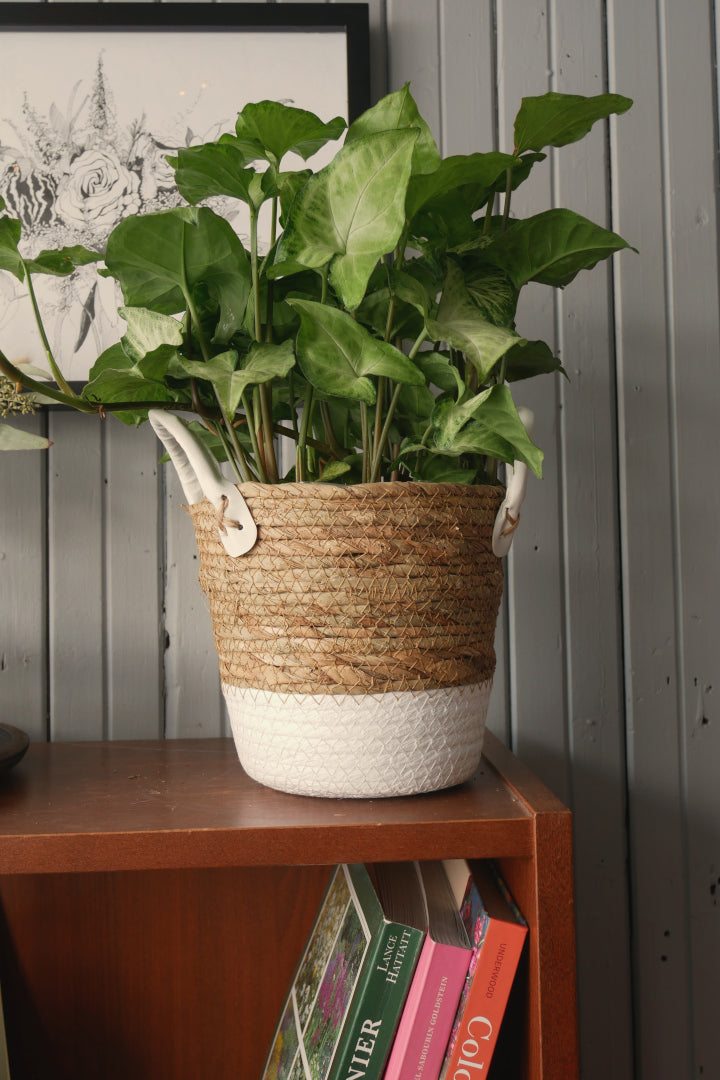 Seagrass Basket - White