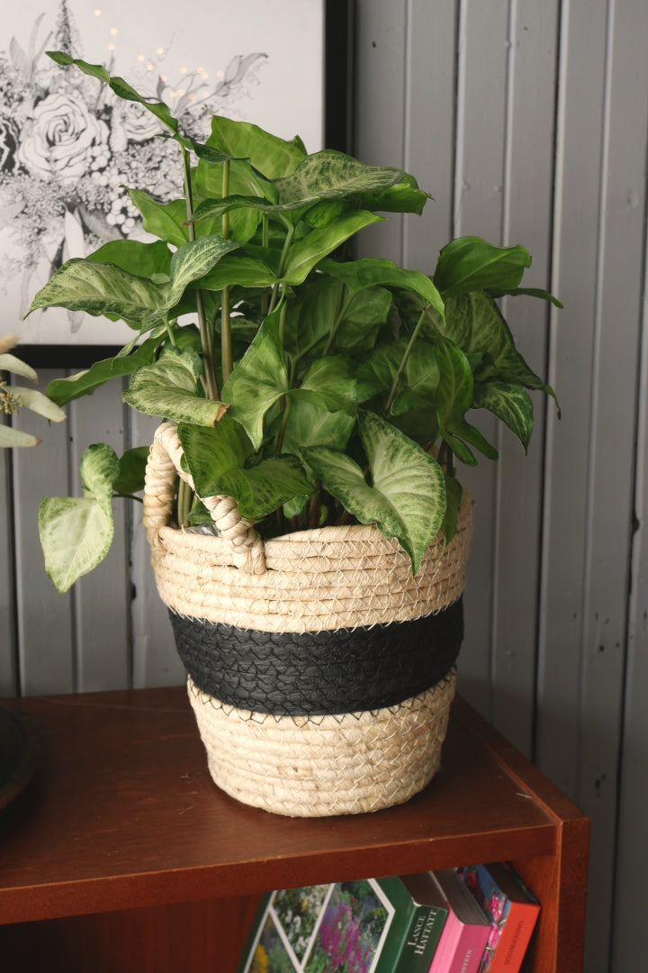 Seagrass Basket - Black Line