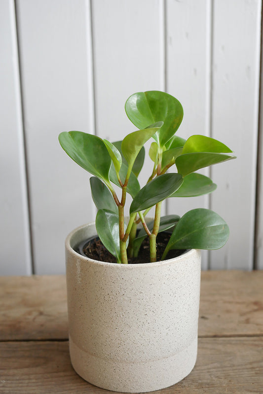 Peperomia obtusifolia Vert