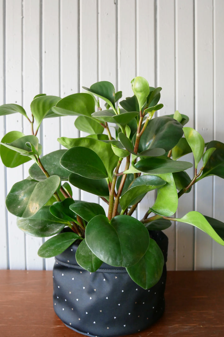 Peperomia obtusifolia Vert