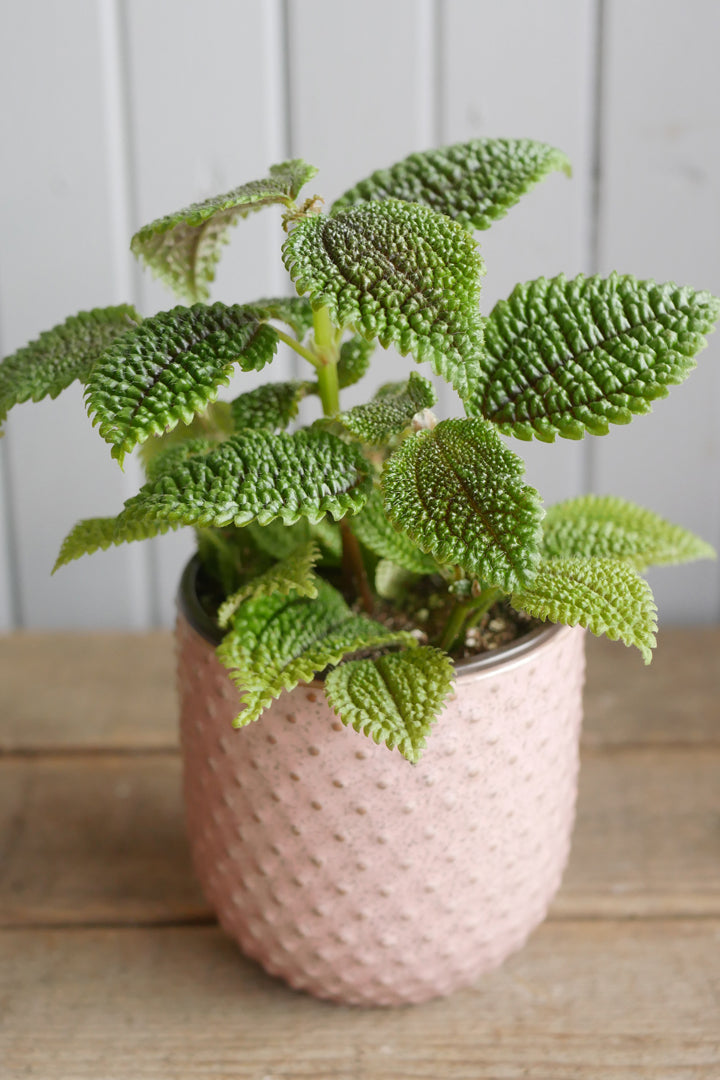 Pilea "Moon Valley"