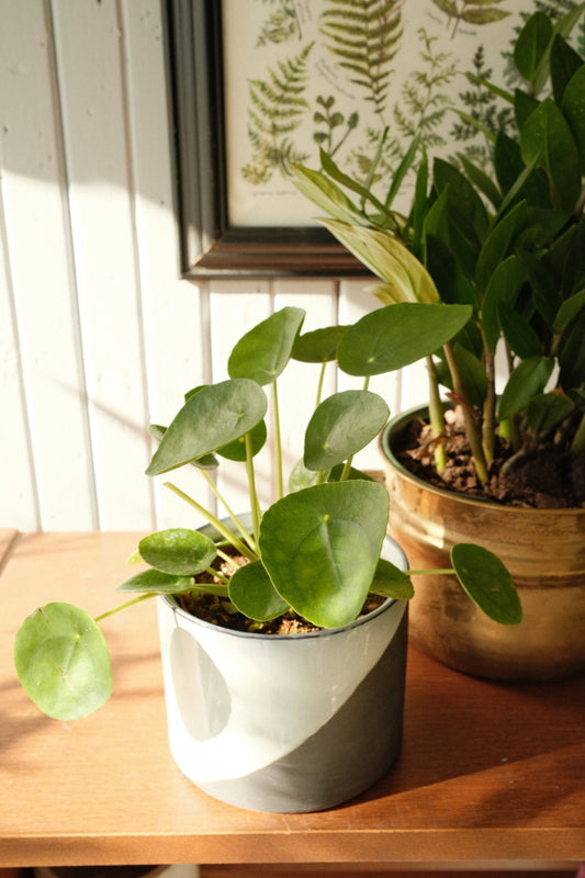 Pilea Peperomioides