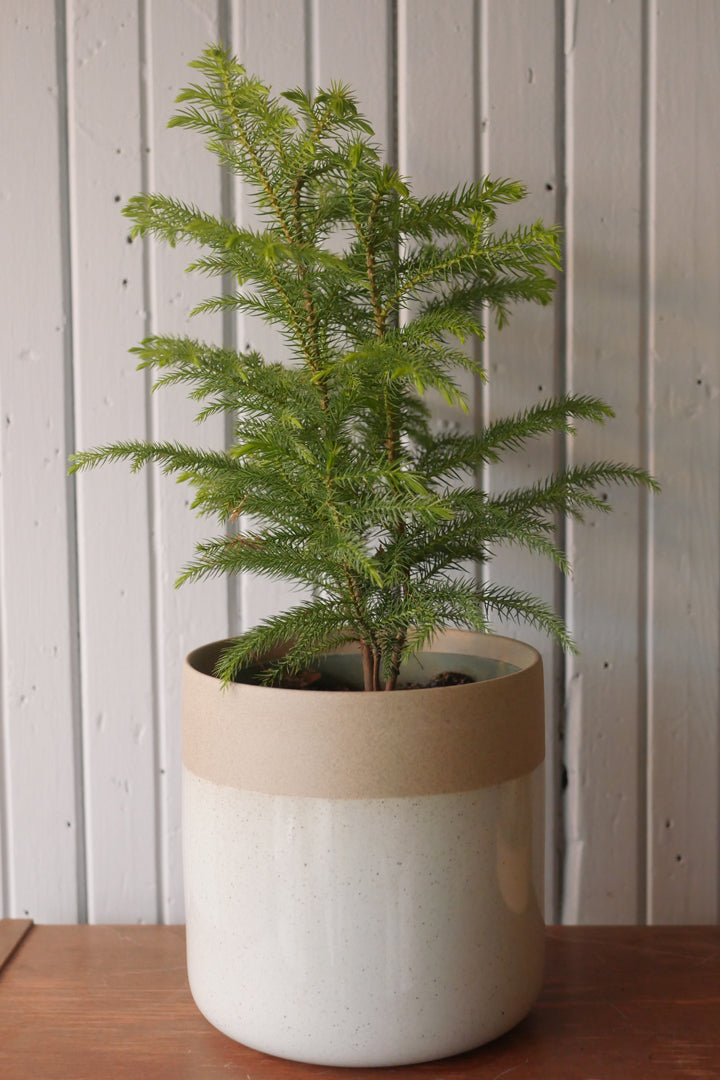 Pin de Norfolk (Araucaria heterophylla)