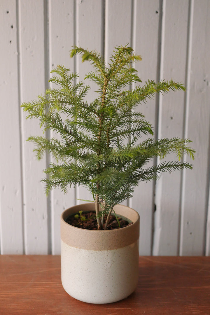 Pin de Norfolk (Araucaria heterophylla)