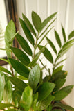 Zamioculcas Zamifoliaa (Plante ZZ)