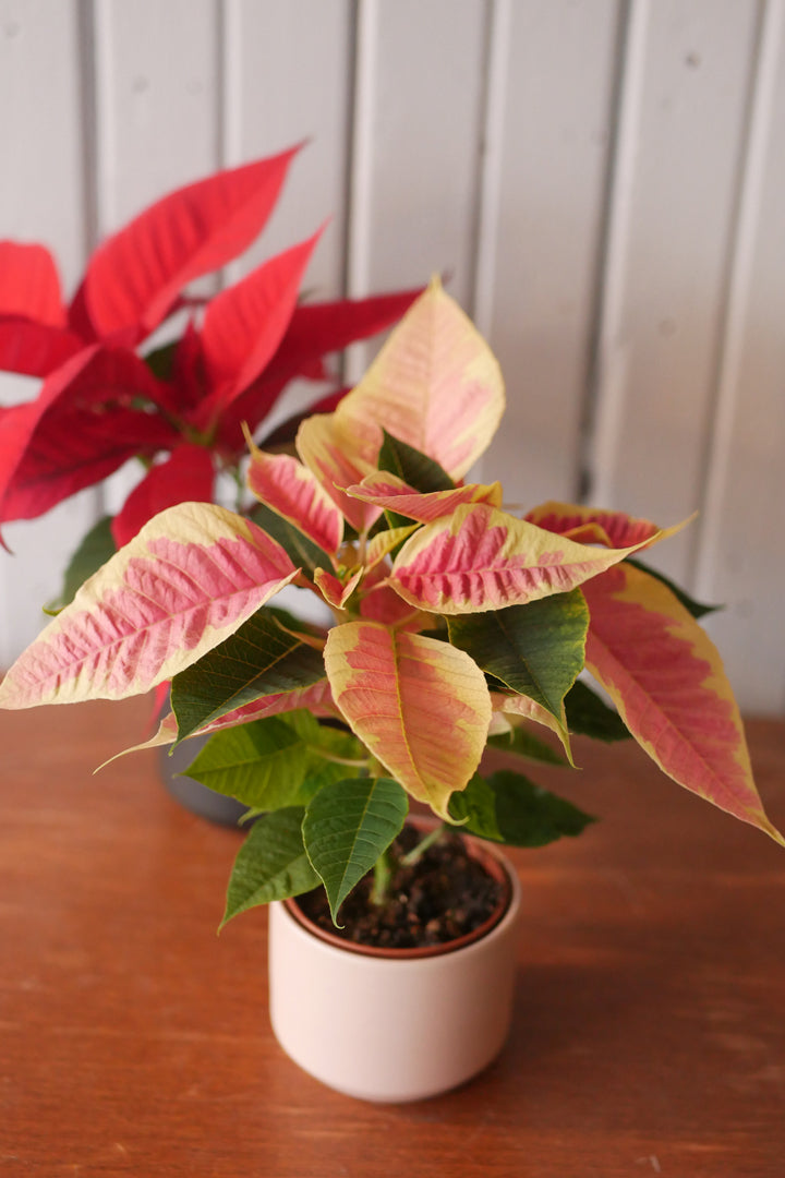 Poinsettia 