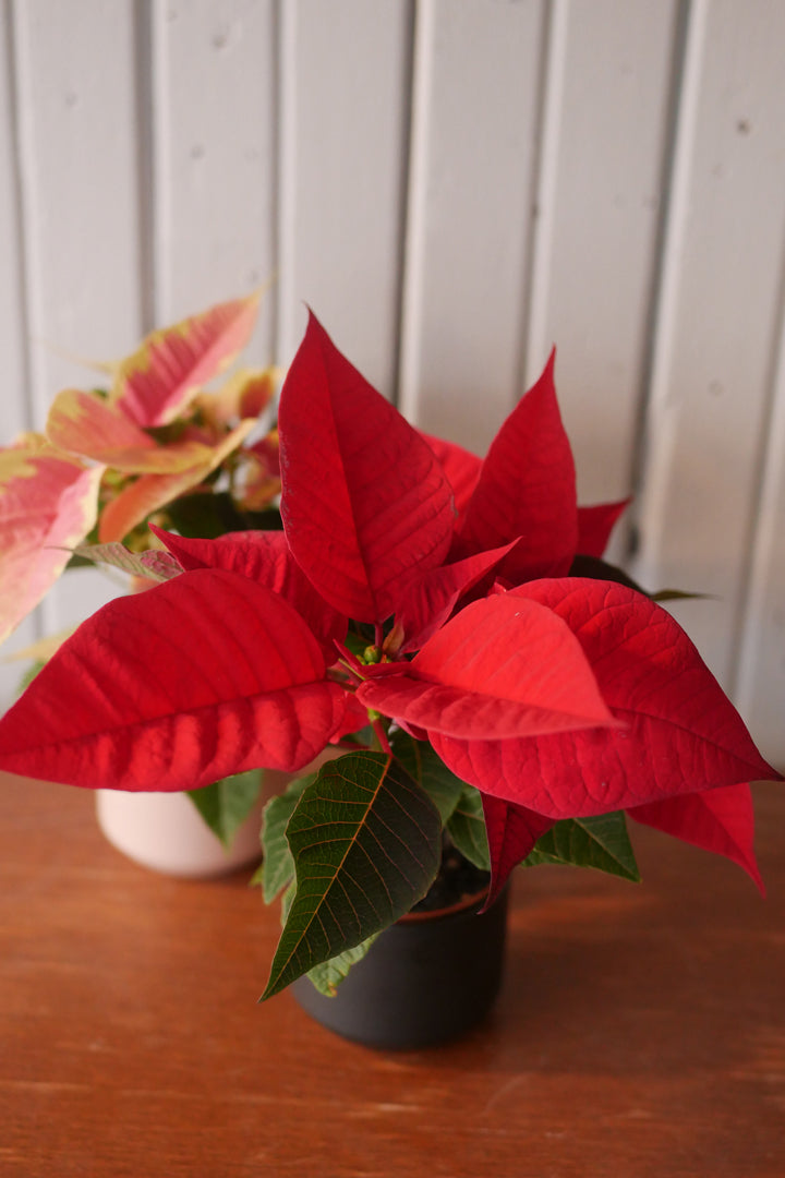 Poinsettia 