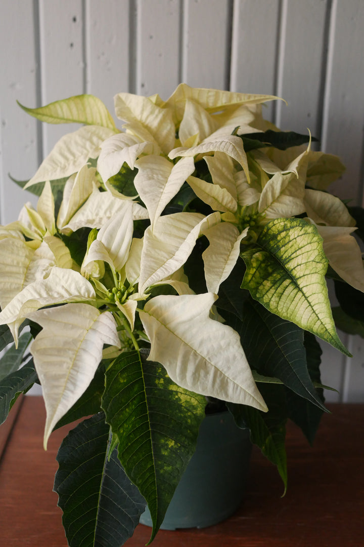 Poinsettia 