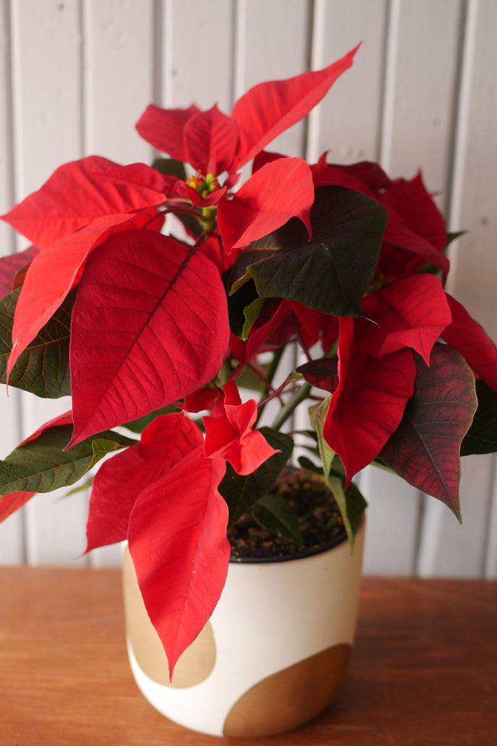 Poinsettia 