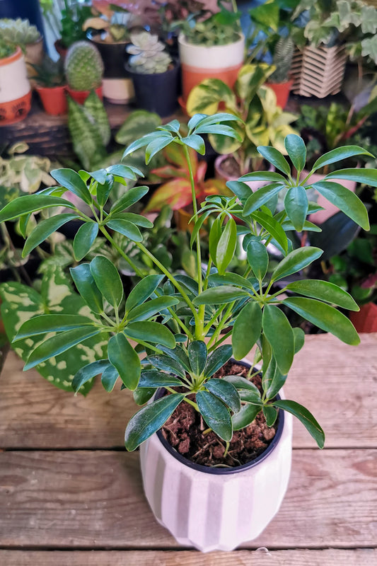 Schefflera arboricola