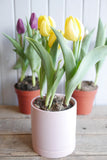 Tulipes en pot