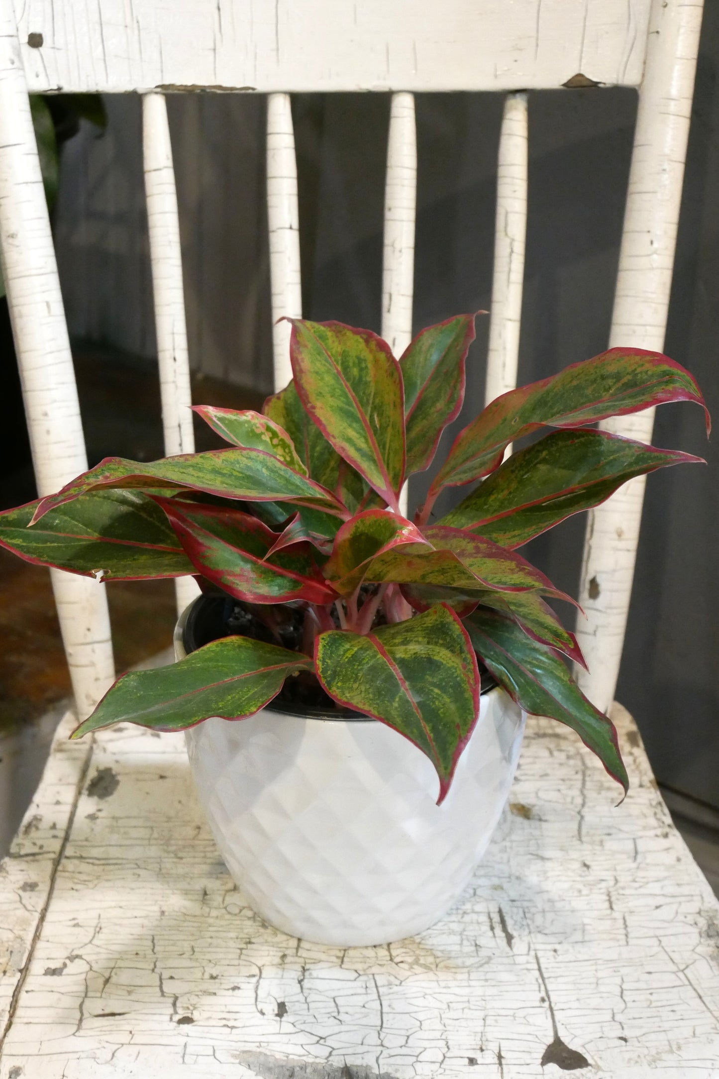 Aglaonema Siam Aurora