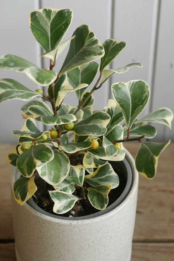 Ficus Triangularis 