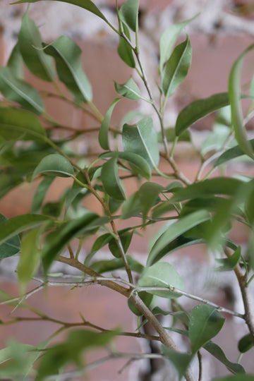 Ficus Benjamina