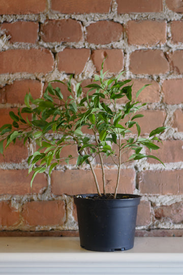 Ficus Benjamina