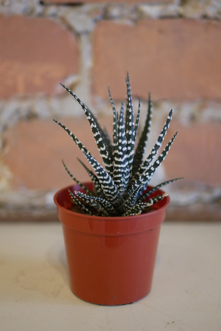 Haworthia