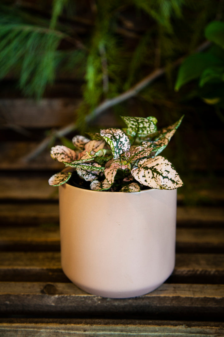 Hypoestes (polka dot plant)