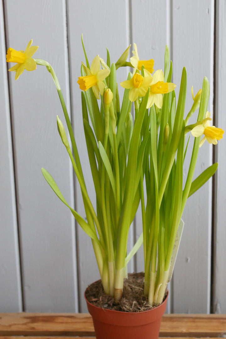 Daffodil in pot 