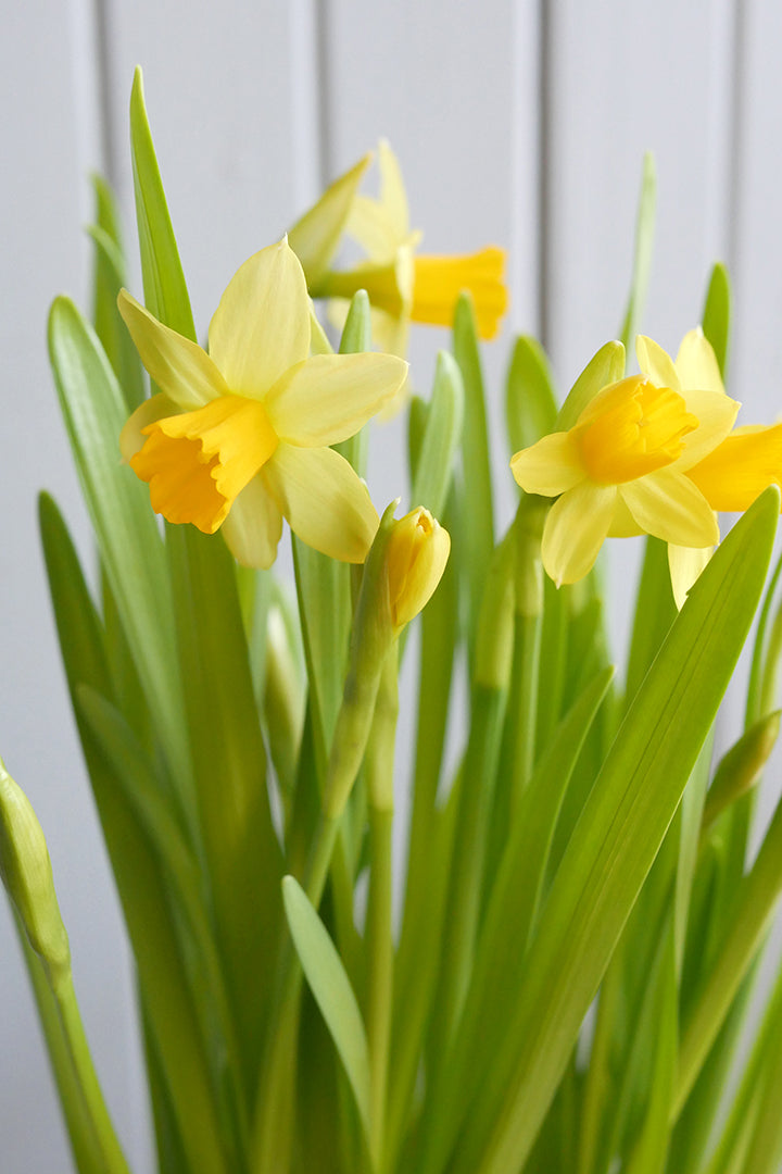 Daffodil in pot 