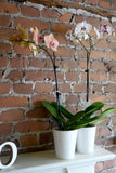 Phalaenopsis - Pot Céramique