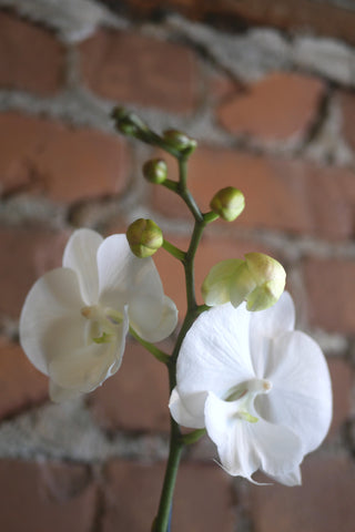 Phalaenopsis - Pot de culture