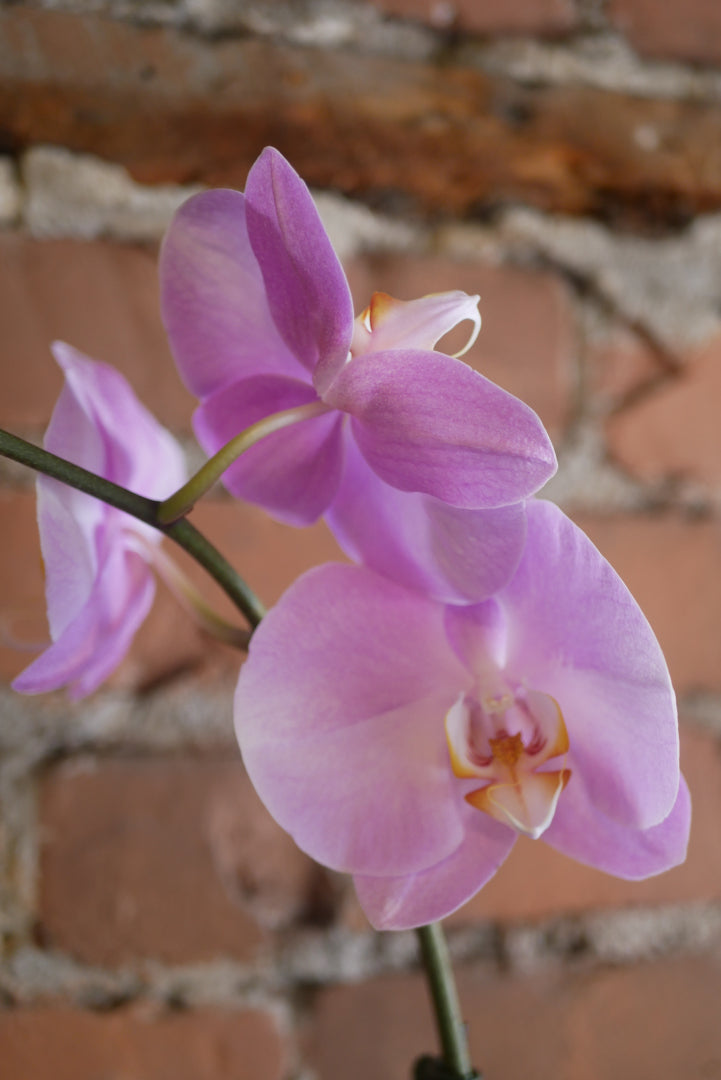 Phalaenopsis - Pot Céramique