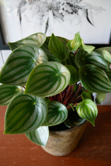 Peperomia argyreia "Melon d'eau"