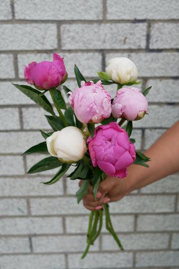 Bouquet of local peonies (florist's choice)