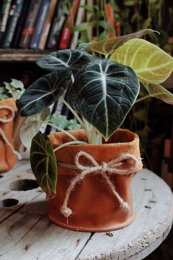 Leather planter - Kodama