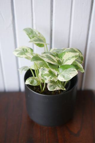 Pothos "Pearls and Jade"