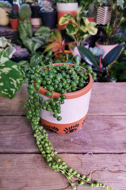 String of pearls 