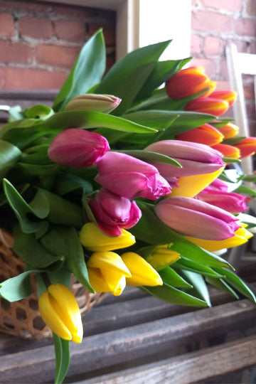 Bouquet of tulips - Prince Edward Island